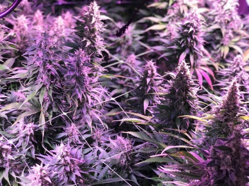 marzland: Top Colas
