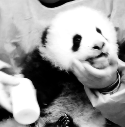 Panda's Love