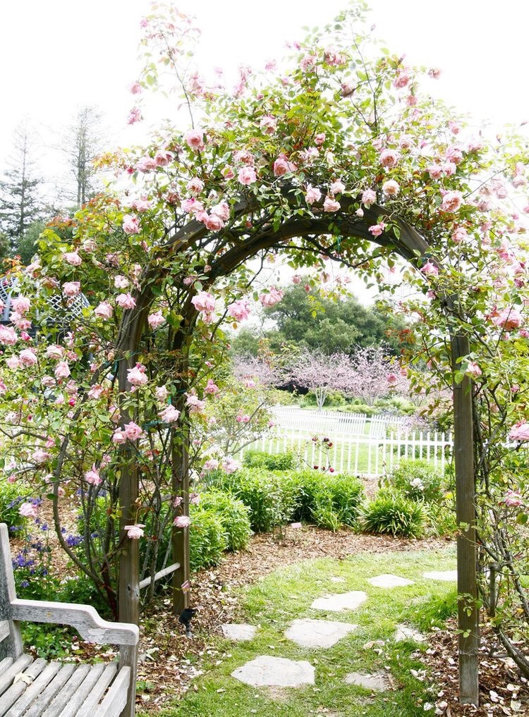 miss-mandy-m:  Pink climbing rose garden inspiration