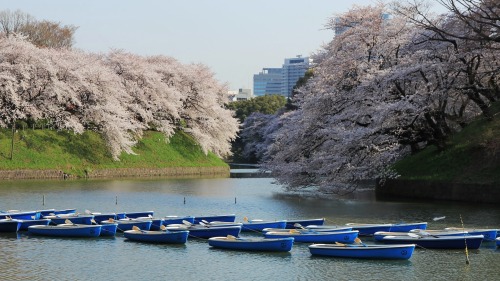 visitkyoto: todayintokyo:  Take a walk with me along Chidorigafuchi in Tokyo.   Kyoto comes usually a week after… 