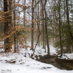 silvaris:Autumn Snow by Don Finch  