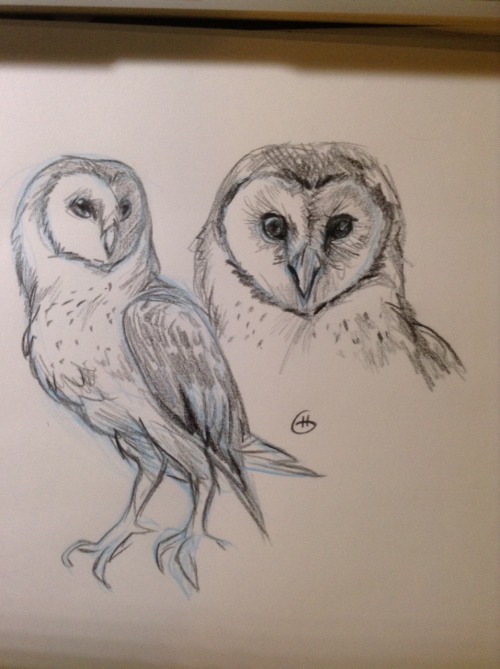 Barn Owwwwls