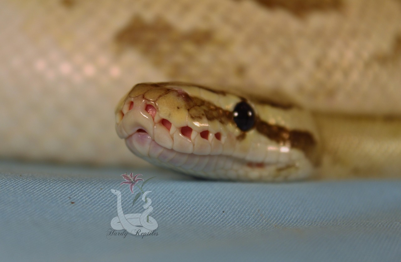 i-m-snek:Rhea is a pain in the butt during photoshoots. But at least he’s cute