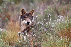 wolveswolves:  Iberian wolf (Canis lupus signatus) by Andrés López 