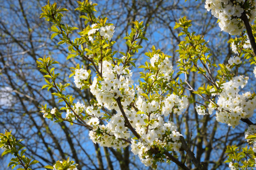 feuerfloh:Blossom.Series “Spring Bloom”. by Tom Hendel, feuerfloh.tumblr.comTeam member of LensblrDa