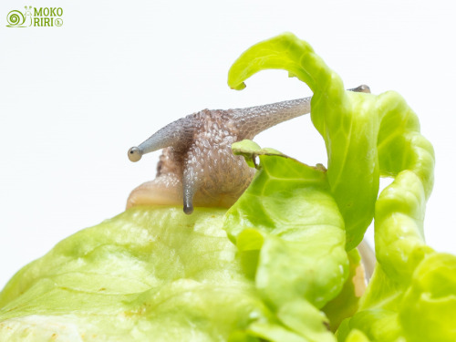 Today&rsquo;s lunch is lettuce. ♫♫今日のお昼はレタスです♫♫