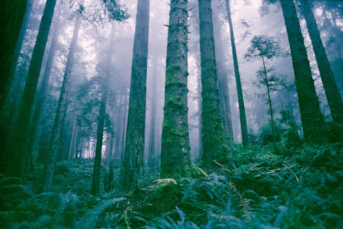 humboldt county, 2017 - expired fuji 800 press this photo is special to me because it looks a lot li