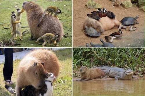 capivara