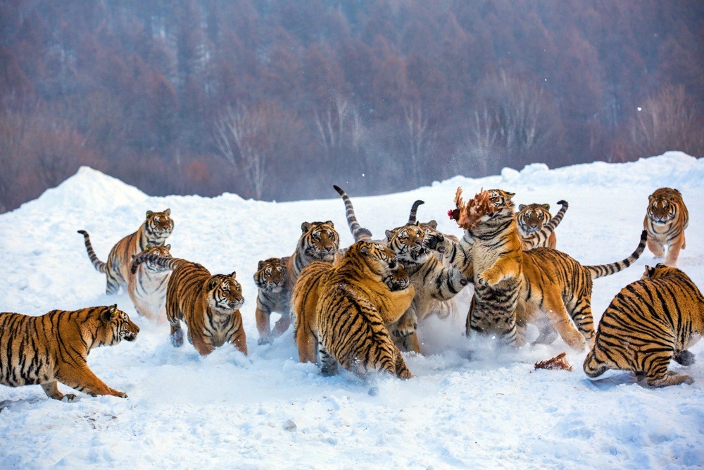 thecatspajama:Just some kitties playing in the snow. 