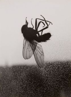 regardintemporel:  Umbo (Otto Umbehr) - Mouche, ca. 1930