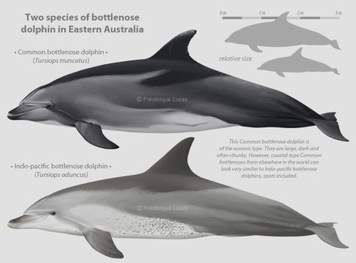 Two species of bottlenose dolphin in Eastern AustraliaThese are two older illustrations I recently r