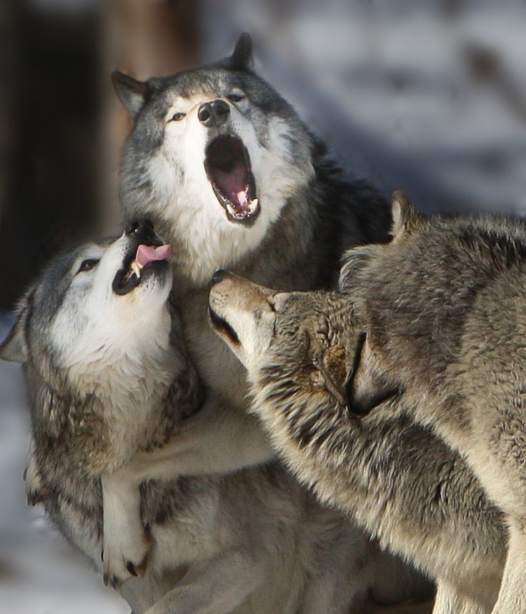 wolfsheart-blog:   Wolves by Robert Marleau.