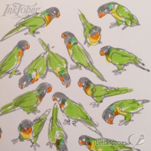 12-ish Lorikeets!