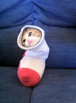 wittle-cutie:  its-a-cat-world:  Sock kitty.  cute as heck &lt;3