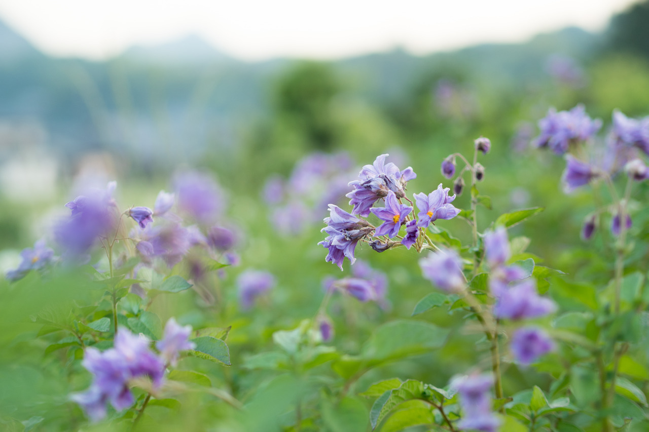 じゃがいもの花が満開です 薄紫に白にピンク ジャガイモの種類のよって花の色も様々 小豆島カメラ