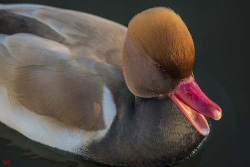 crowbirding: Red-Crested Pochard! Beautiful duck!