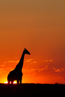 l-eth-e:  Giraffe Silhouette - by Hendri Venter (source) 