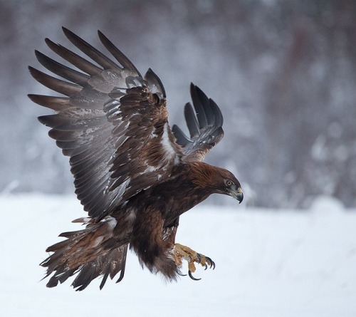 birds-of-prey-daily:Golden EagleThe golden eagle is one of the most well-known birds-of-prey in the 