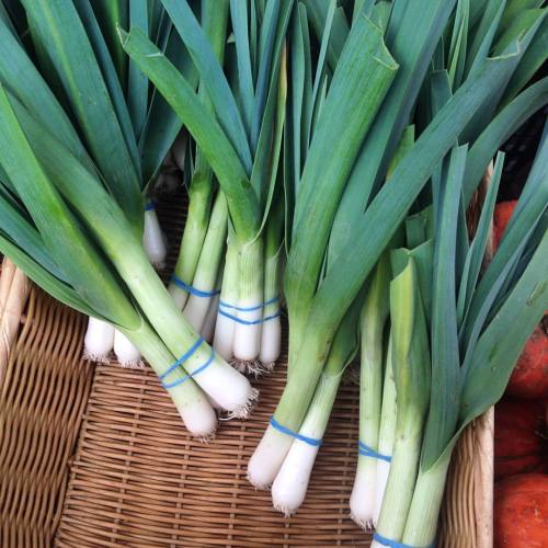 There’s nothing more elegant than a bunch of leeks. @tamarackhollowfarm has some stunning spec