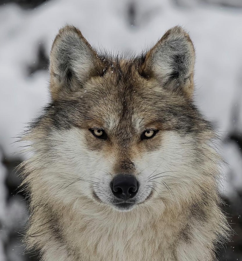 beautiful-wildlife: Leader Of The Pack by © John Absher Mexican Gray Wolf 