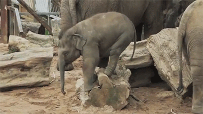 huffpostworld:  This baby elephant just learned an adorable lesson that we could