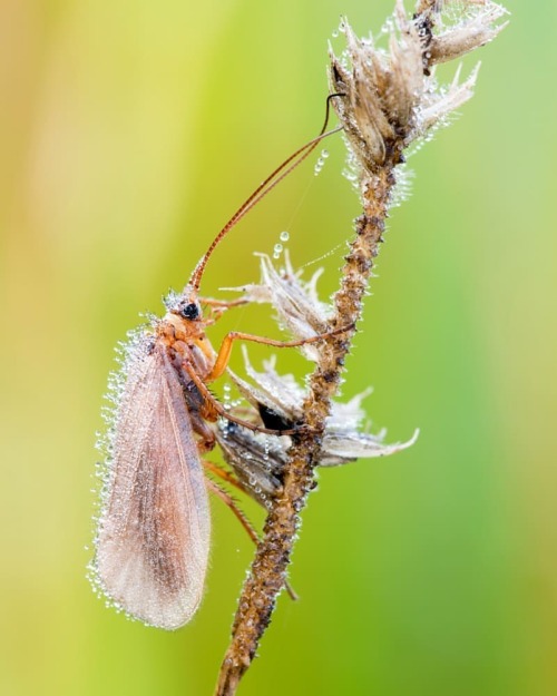 Köcherfliege #köcherfliege #sedge #sedge #makrofotografie #makrophotography #naturfotografie #lebena