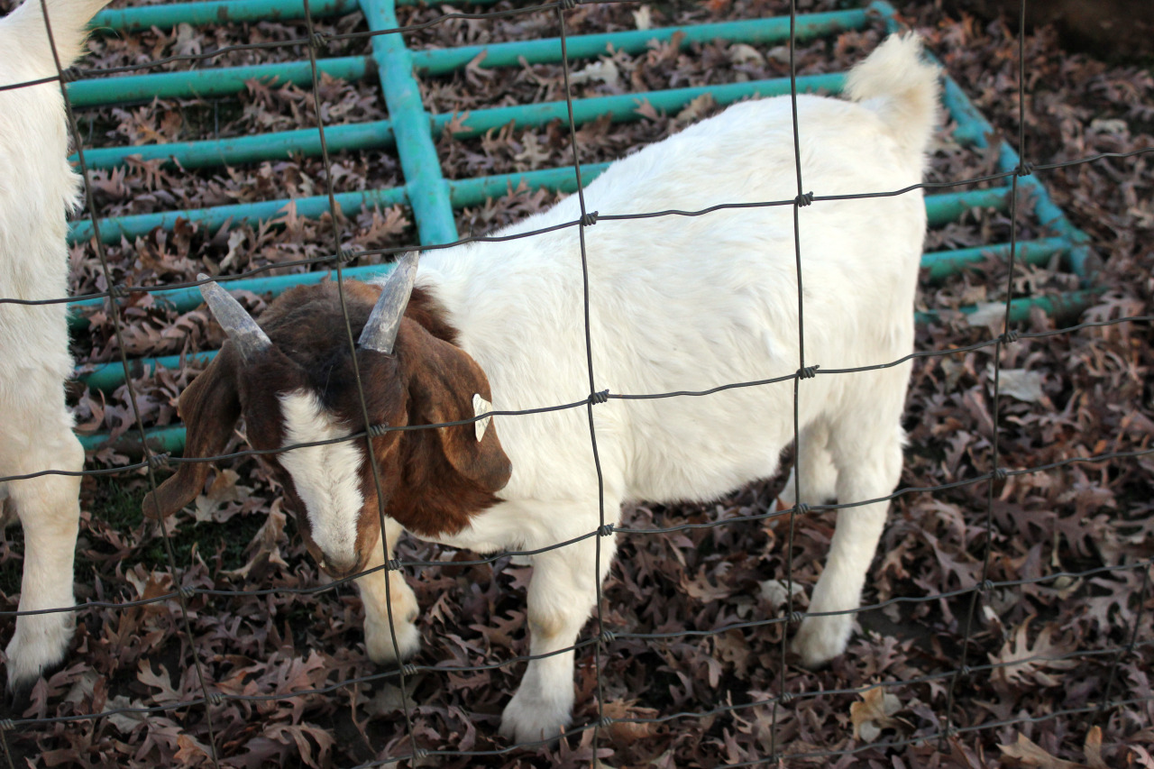 princess-peachpea:  Please help me to appreciate how cute this goat is 
