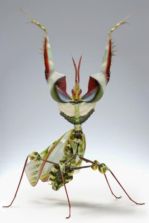 Devil’s flower mantis, spiny flower mantis, and Malaysian shield praying mantis.All by Igor Siwanowicz.