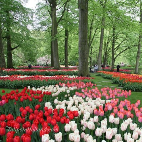 RT @tulips_holland: Wishing you a beautiful day today!#travel to the #tulipsinholland spring 2019 