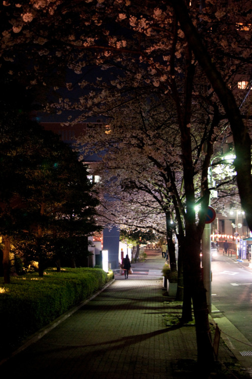 Sakuras at night, in front of GajoenBy : Yu Morita(Do not remove credits)