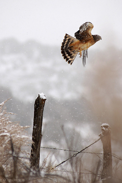 ayustar:  Harrier Hawk in Snow by Troy Snow on Flickr. 