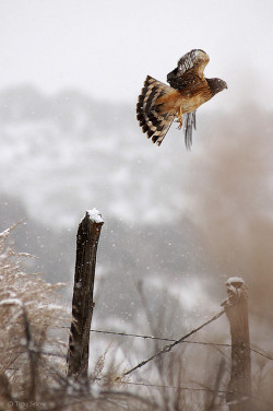 Ayustar:  Harrier Hawk In Snow By Troy Snow On Flickr. 