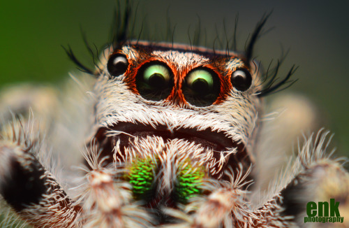 Subadult female Phidippus Otiosus (repost)One of my favorite sessions, and spiders, I’ve ever dealt 