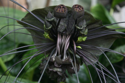 memewhore:  libutron:  The Extravagant Black Bat flower The unusual Black Bat flower, Tacca chantrieri (Dioscoreales - Dioscoreaceae), is quite distinctive by the strange, unique, near black flowers. The flowers, which can grow up to 25 cm long, have four