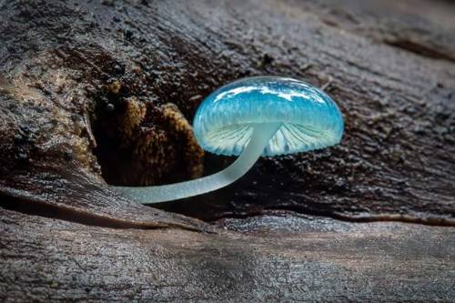 sixpenceee:A blue Mycena mushroom.