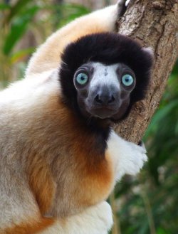 earth-song:  Blue eyes lemur Daholo by Henrieke