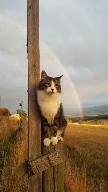 awwww-cute: My grandma’s cat and good timing (Source: ift.tt/2yYEJwA)