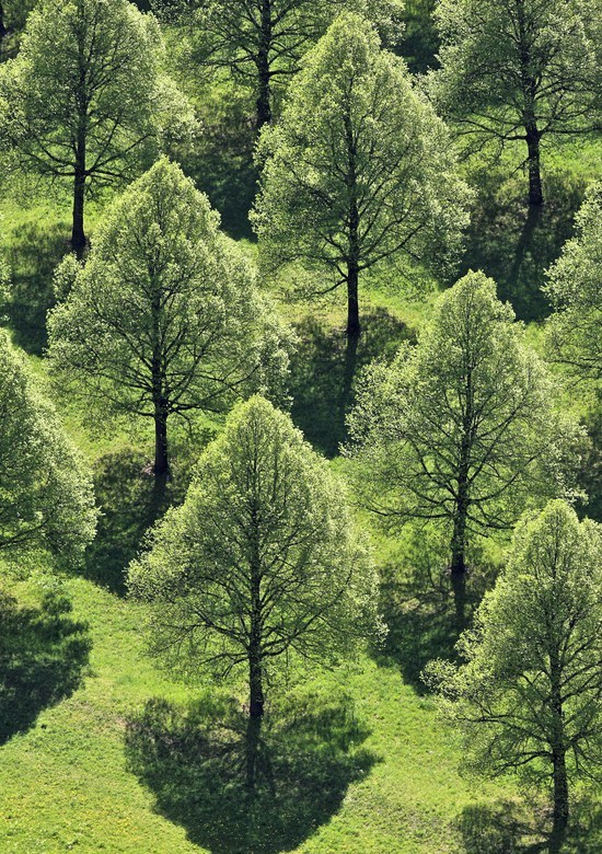unwrittennature:   Lime trees in rows  Klaus Leidorf     