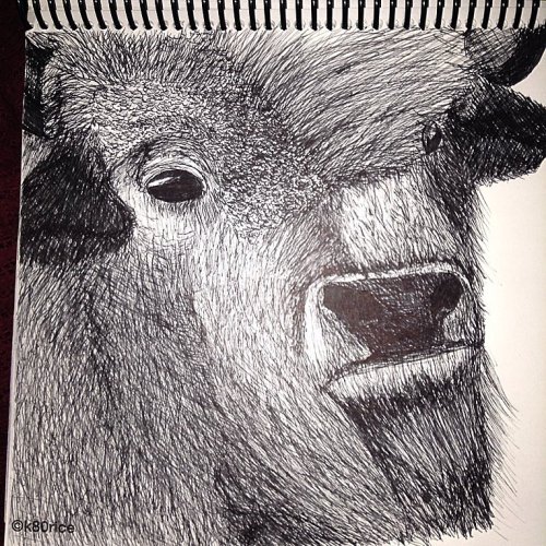 Porn photo #buffalo #bison #art #myartskills #pen #ink