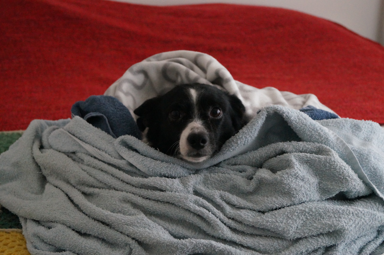 zeffwolf:  Willy (yes) was shivering, so we made him a small blanket fort. The Netherlands,