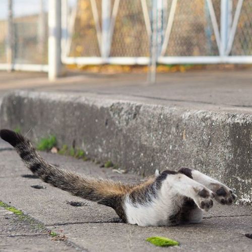 cybergata: Stray cats playing in Drain Pipe Holes by  Japanese photographer Nyan Kichi