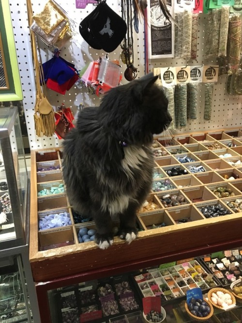 themodelcitizens:Reblog Witch Shop Cat, Keeper of Crystals for good luck and successful spells.