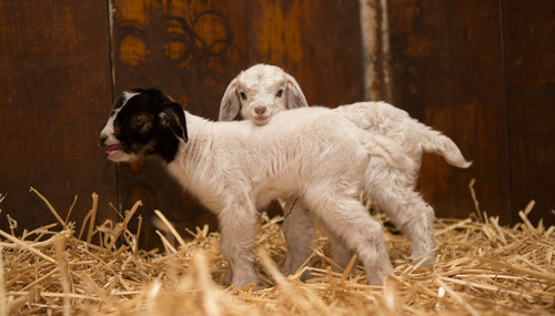 rescuedfarmanimals:Today we welcome our triple J goats -Julia, Jillian and Jacob; our all Australia 