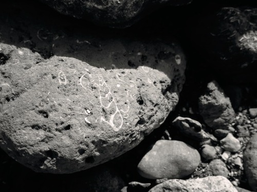 ambermaitrejean: Fossil Hunt. Les Falaises des Vaches Noires. Villers-sur-Mer. Cœur Côte