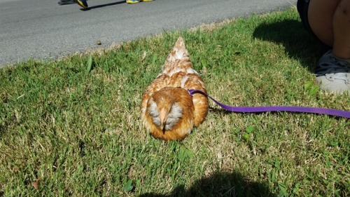 probablyninjarpgideas:On a run today I saw a woman walking her chicken. She let me pet Korra and it