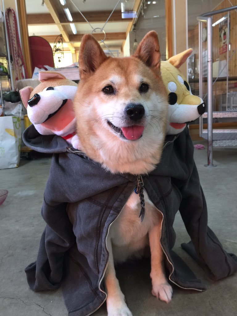 Cerberus is looking a lot cuter these days&hellip;