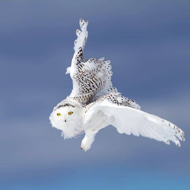 Wildlife Animals & Nature — . SNOWY OWL IN WINTER FLIGHT Photography by...