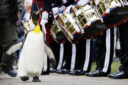  Colonel-in-Chief Sir Nils Olav This king penguin is the mascot for the Norwegian Royal Guard. He has also been knighted by the King of Norway, Harald V. He actually has many more honorary titles, including Honorary Commander of the Royal Norwegian Navy.