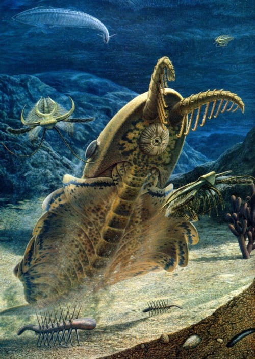 laxkitten:My #wcw is the anomalocaris, super predator of the Cambrian period. This bitch existed rou