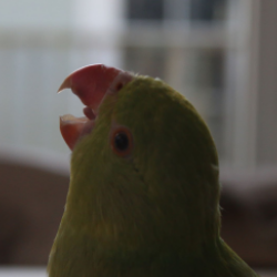 berry-icons:Six 250x250 Assorted Screaming Birds Icons for Anon!(like/reblog if using)!